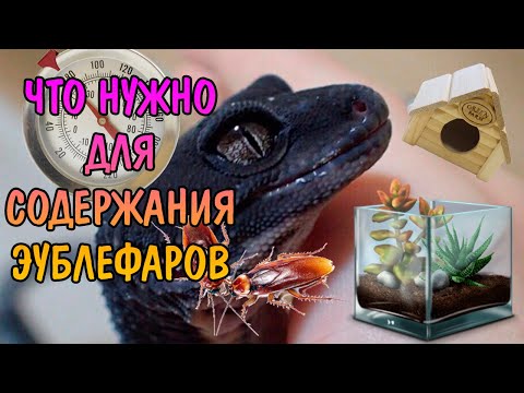 Видео: ВСЕ, ЧТО НУЖНО ДЛЯ СОДЕРЖАНИЯ ЭУБЛЕФАРА