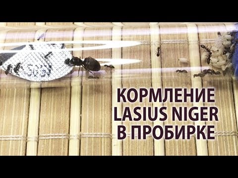 Видео: Как кормить, чтобы не убегали? Кормление Lasius niger в пробирке