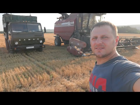 Видео: Уборка пшеницы 2025 ,Яровая оказалася лучше озимой 😱