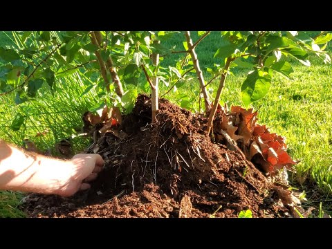 Видео: Укоренение подвоя яблони М111