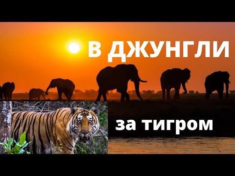 Видео: СУПЕР САФАРИ в индийских джунглях: ЗАПОВЕДНИК НАГАРХОЛ.  ДИКОЕ ПЛЕМЯ "КУРУМБА"