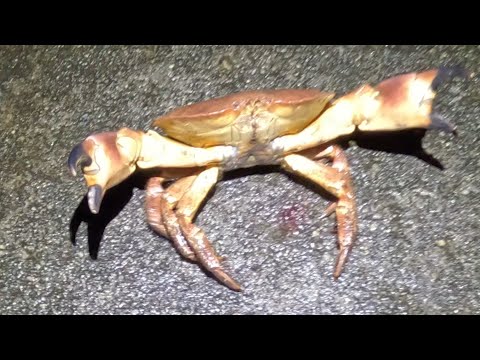 Видео: Крабовое плат. Сезон не закрыт. Скумбрия идёт. Норвегия.