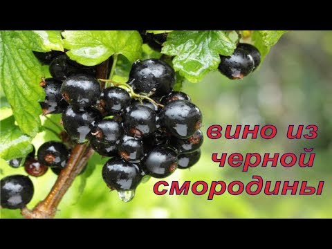 Видео: Вино из черной смородины.Как я это делаю.