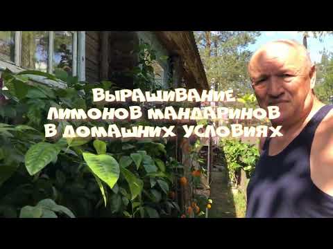 Видео: **Выращивание лимонов, мандаринов в домашних условиях**