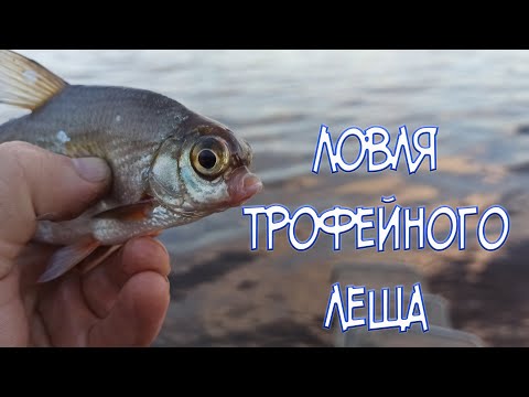 Видео: Ловля трофейного леща, рыбалка на Каме в городе Пермь.