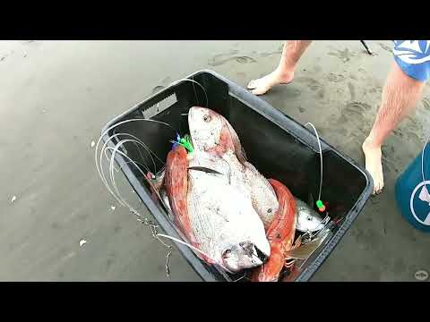 Видео: Рыбалка на контики в Новой Зеландии — обзор нескольких увлекательных приключений на контики