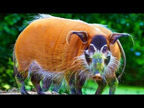 Видео: Настолько Необычных Животных Вы Точно Еще Никогда Не Видели! Топ 10