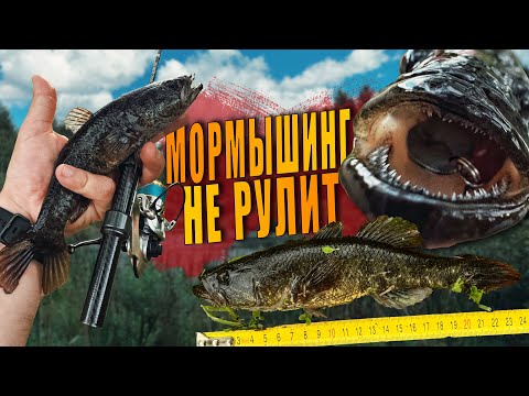 Видео: Как Поймать КРУПНОГО Ротана? Ловлю На Спиннинг Прудового МОНСТРА!