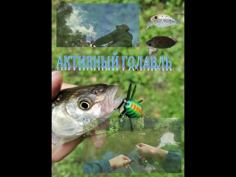 Видео: Активный голавль