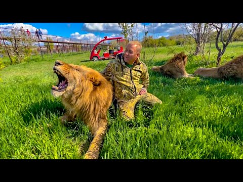 Видео: Как понимают друг друга ЛЬВЫ и ЧЕЛОВЕК-ЛЕВ? Вы верите что всё так просто?