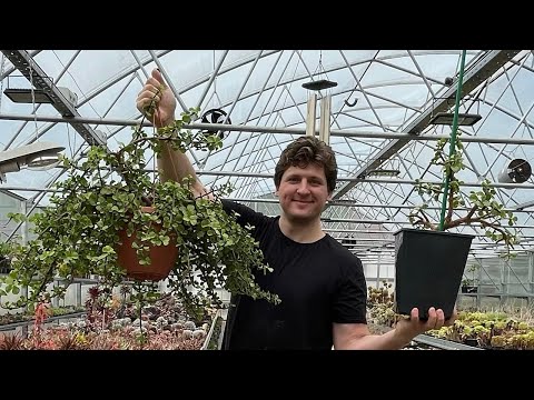 Видео: Портулакария афра Portulacaria afra обрезка и формирование для бонсай