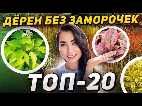 Видео: 20 лучших сортов ДЁРЕНА с минимальным уходом