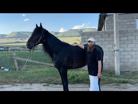 Видео: Выпуск 8.1 | Создать конюшню с нуля | Подбор лошадей в Воронежскую область