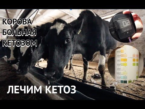 Видео: КЕТОЗ КОРОВ ПРОБЛЕМА ФЕРМ И ЧАСТНЫХ ПОДВОРИЙ