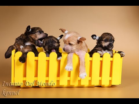 Видео: Сколько стоит китайская хохлатая или почему так дорого