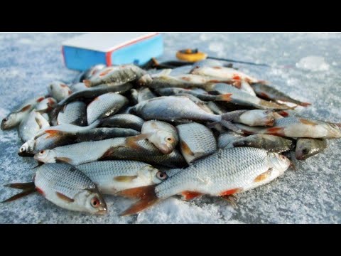 Видео: Как правильно ловить воблу зимой, рыбалка в Алматы. Капчагай