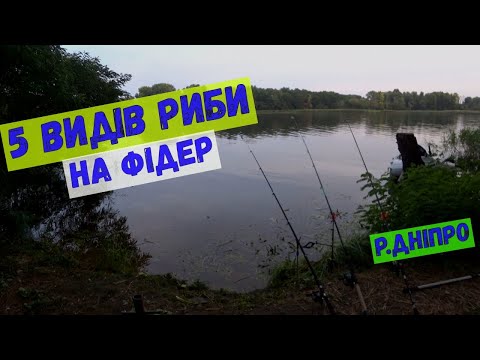 Видео: 5 видів риб на фідер #риболовля #фидер #карась #лящ #плотва