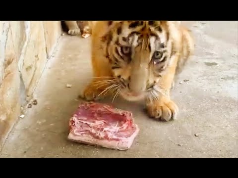 Видео: МИЛО ! Тигрёнок мне принёс КУСОК МЯСА !