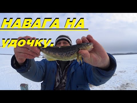 Видео: Ловля крупной наваги в Карелии на липку зимой | Удочка гнулась не по-детски