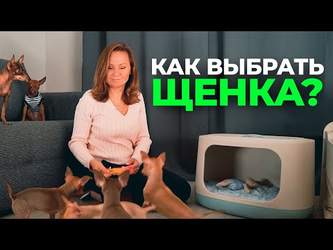 Видео: Как Выбрать Щенка. На что Обратить Внимание при Выборе Заводчика и Питомника. Как Выбрать Собаку.