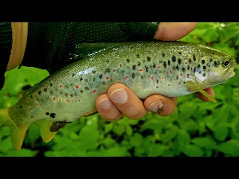 Видео: Ловля крупной форели на Кавказе. #fishing #trout #форель