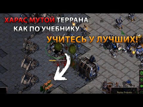 Видео: Старкрафт Z VS T Харас мутой и фаталити от королев!