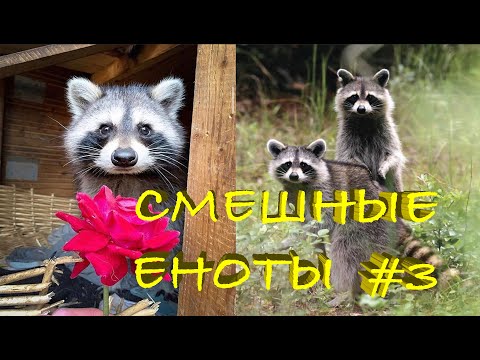 Видео: Cмешные ЕНОТЫ #3 / Приколы с ЕНОТАМИ 2020 / Funny Raccoons