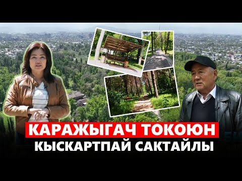 Видео: Каражыгач токоюн кыскартпай сактайлы // Бизде