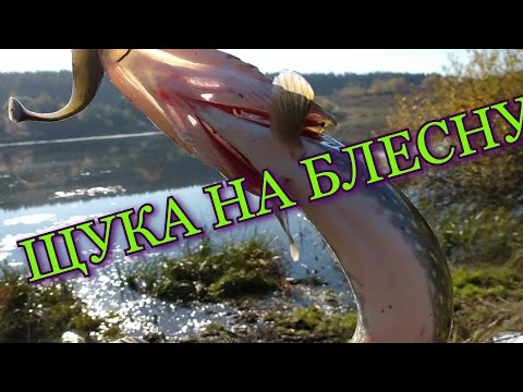 Видео: ЩУКА БРАЛА ТОЛЬКО НА БЛЕСНУ. РЫБАЛКА В ДЕРЕВНЕ