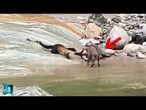 Видео: 35 Сумасшедших Битв Животных, Снятых на Камеру