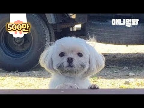 Видео: Мальтийская собака любит сельскую местность больше, чем город