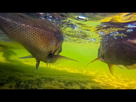 Видео: Сезон ранней охоты на люциана в Мельбурне открыт! 🎣 Крупные красные креветки уже здесь!