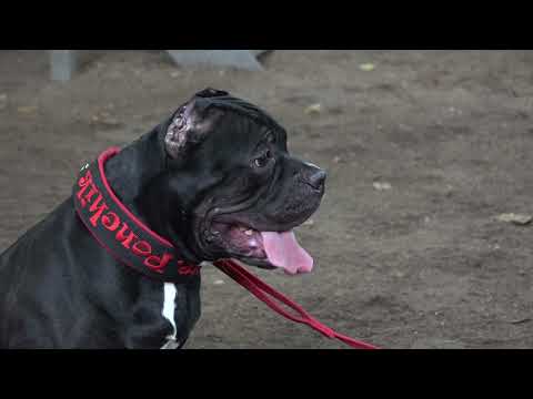 Видео: ДТ-261. Тревожный американский булли - итоги полугодовой работы с кинологами