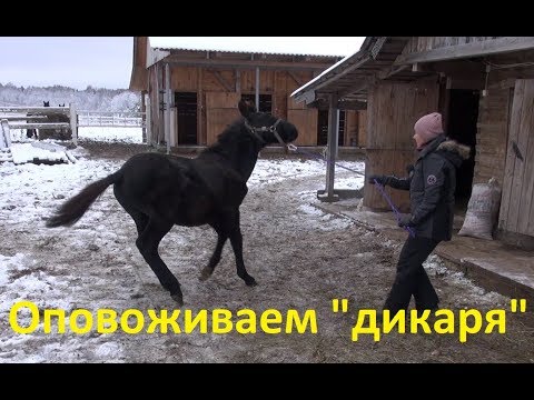Видео: Соболь. Третий урок. Оповоживание.