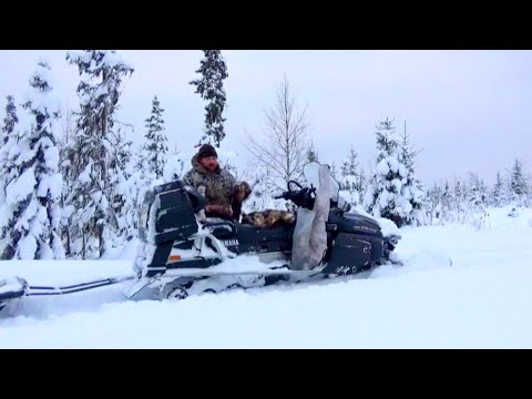 Видео: За куниценй | Проверка дальнего путика | Декабрь 2021