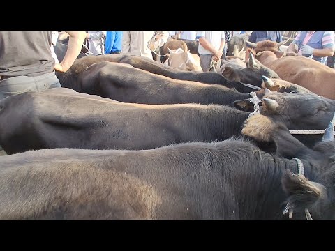 Видео: Сезони буқача нарху навои ғуноҷин моли майда буз гусфанд #ёвон #молбозор 5. 09 .2025