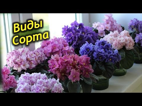 Видео: Самые красивые и популярные виды и сорта комнатной Фиалки! Невероятная красота!