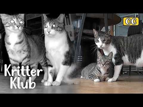 Видео: Эти кошки ладят только тогда, когда нет людей... Почему? Я Криттер Клуб