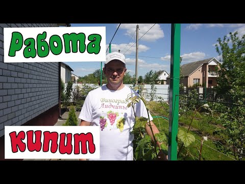 Видео: Виноград в мае . Новое место для технарей. Когда поливать посаженный саженец.