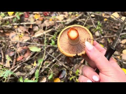 Видео: ОПЯТЬ ЗА ГРИБАМИ!! Опять РЫЖИКИ!!! 1 часть