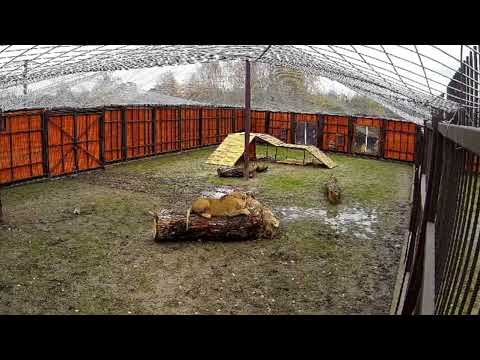 Видео: Шерхан и поел, и поиграл! Минский зоопарк 