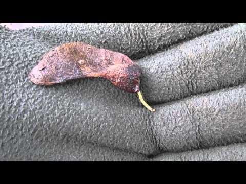 Видео: Как посадить клен из семечка