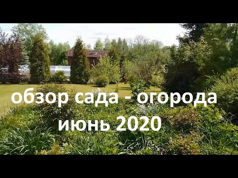 Видео: Обзор сада - огорода июнь 2020.