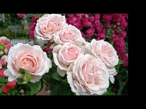 Видео: Розы цветут 🌼 ❤️❤️❤️