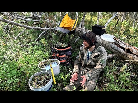 Видео: 10 000 РУБЛЕЙ за 5 ЧАСОВ. СБОР ЯГОД. ДЕНЬГИ ИЗ ЛЕСА. СБОР ЧЕРНИКИ НА ПРОДАЖУ. КАК ЗАРАБОТАТЬ В ЛЕСУ