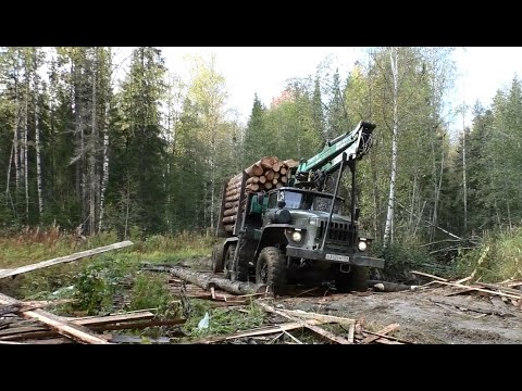 Видео: Опять за лесом на Урале... р.Вишера р.Чёрная Горевший лес...