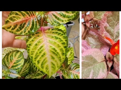 Видео: ЯСКРАВІ КОЛЬОРОВІ кімнатні рослини❤️‍🔥