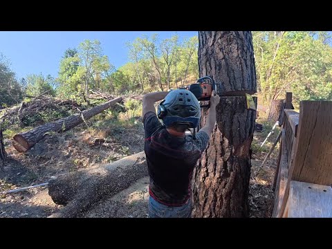 Видео: Целые падающие деревья