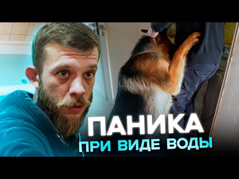 Видео: СТРАХ ВОДЫ у немецкой овчарки! Как приучить собаку к ванной