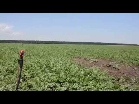 Видео: Поливане на бостан - дини и пъпеши с дъждуване